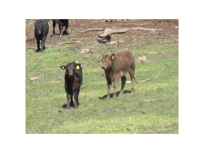 Lot 952, . Adelaide – Goolwa Road, Meadows SA 5201
