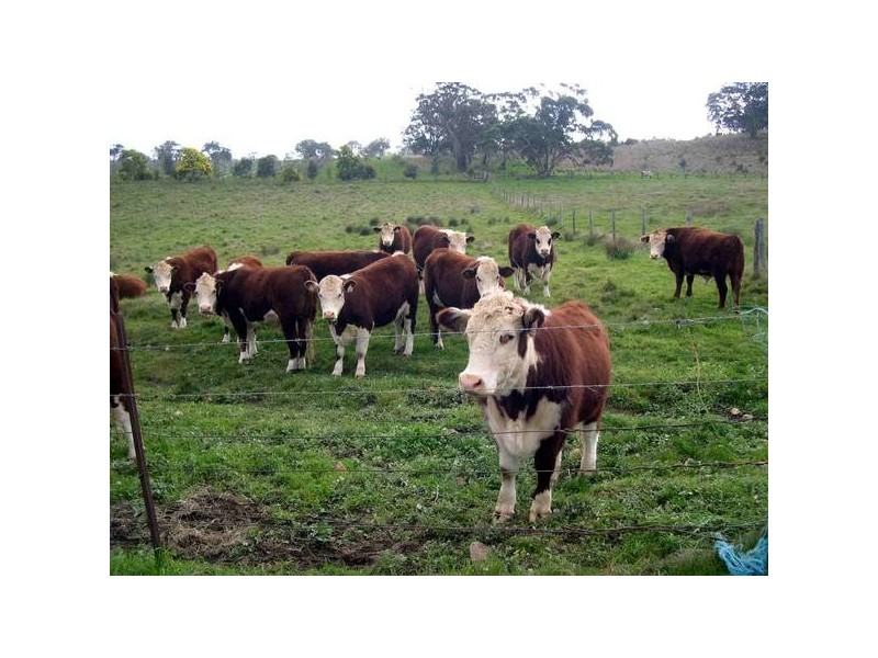 Williams Road, Mount Barker SA 5251