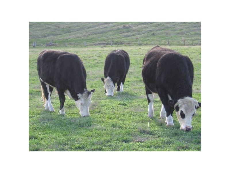 Williams Road, Mount Barker SA 5251