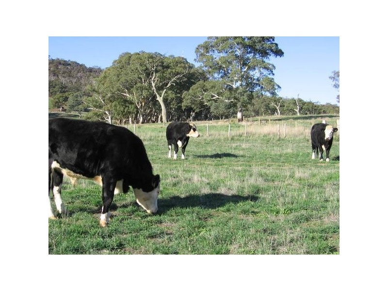 Williams Road, Mount Barker SA 5251