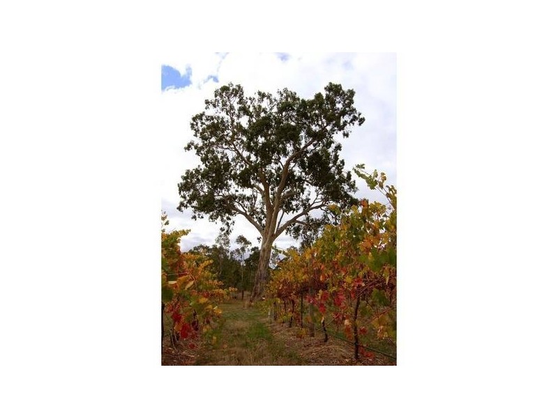 28 Wickhams Hill Road, Kuitpo SA 5172