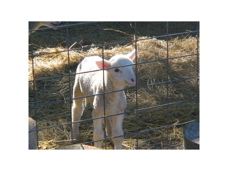 Lot 12 Riddoch Highway, Willalooka SA 5267