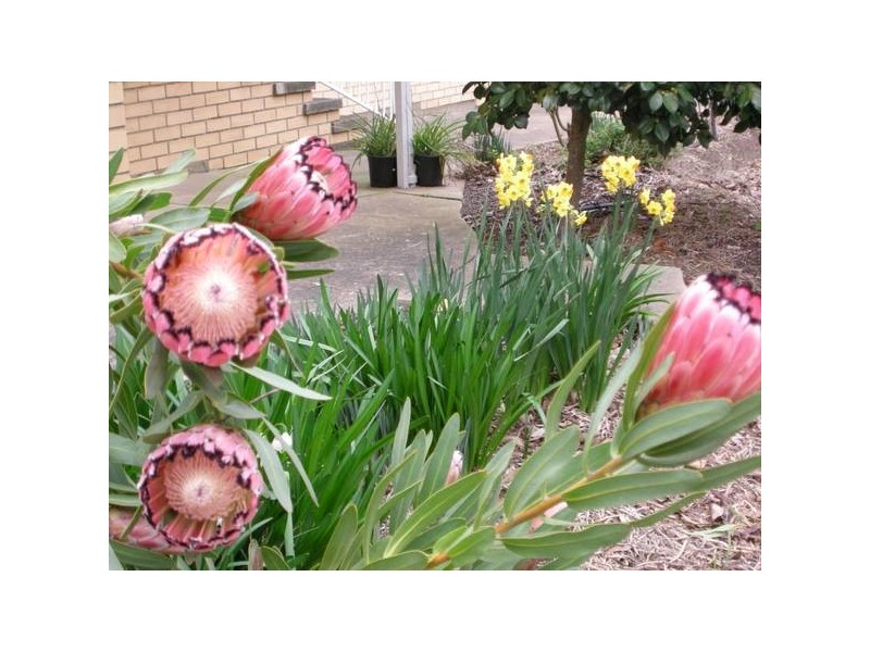 6 Bassett Street, Nairne SA 5252