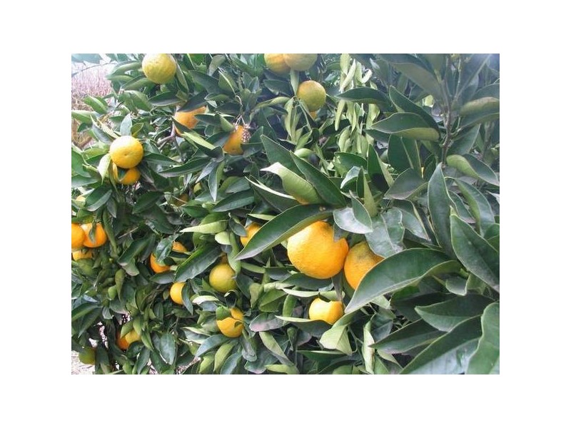 6 Bassett Street, Nairne SA 5252