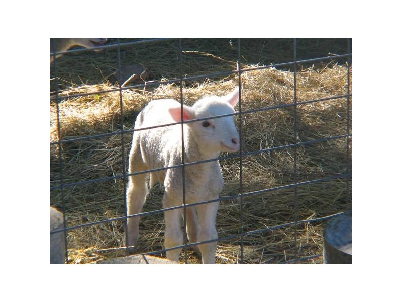 .12 Riddoch Highway, Willalooka SA 5267