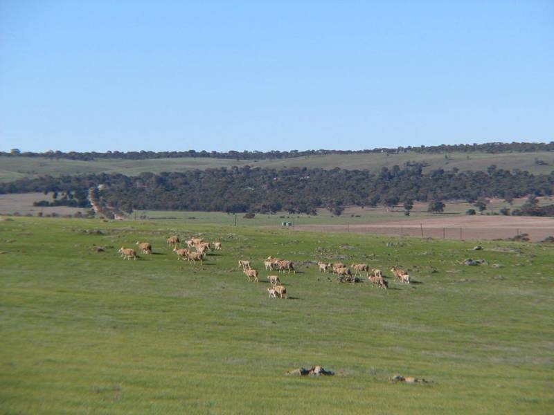 Lot 6 Bremer Range Road, Callington SA 5254