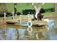 Lt 12 Nicol Road, Meadows SA 5201