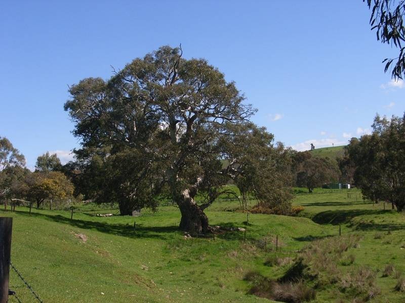 Lot 4 Tungkillo Road, Harrogate SA 5244