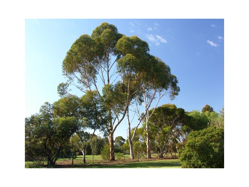 Lot 111 Donnithorne Road, Strathalbyn SA 5255