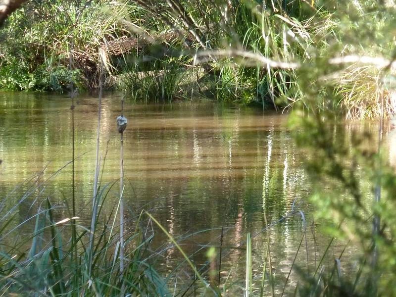 12 Ada Street, Bridport TAS 7262