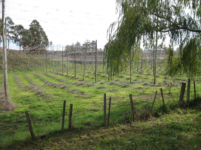 11 Stoke Strret, Branxholm TAS 7261