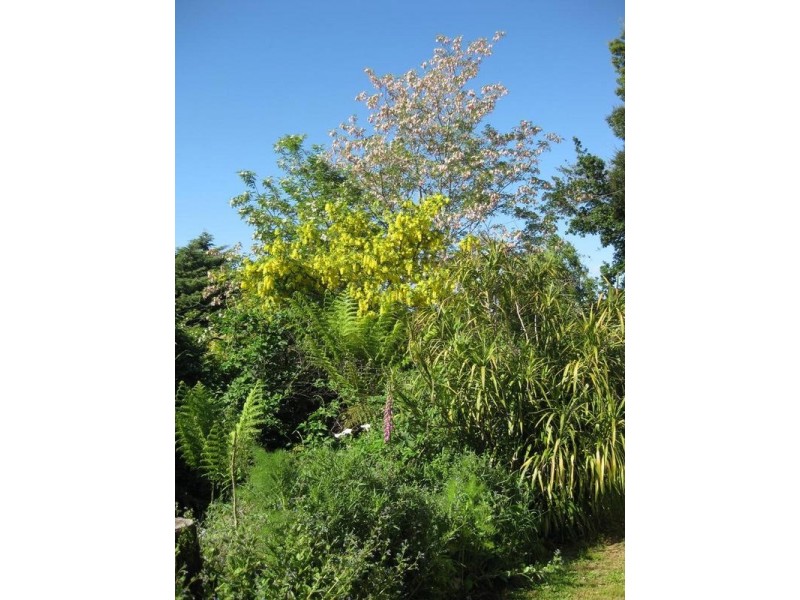 15-17 Union Street, Scottsdale TAS 7260