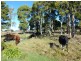 33317 Tasman Highway, Legerwood TAS 7263