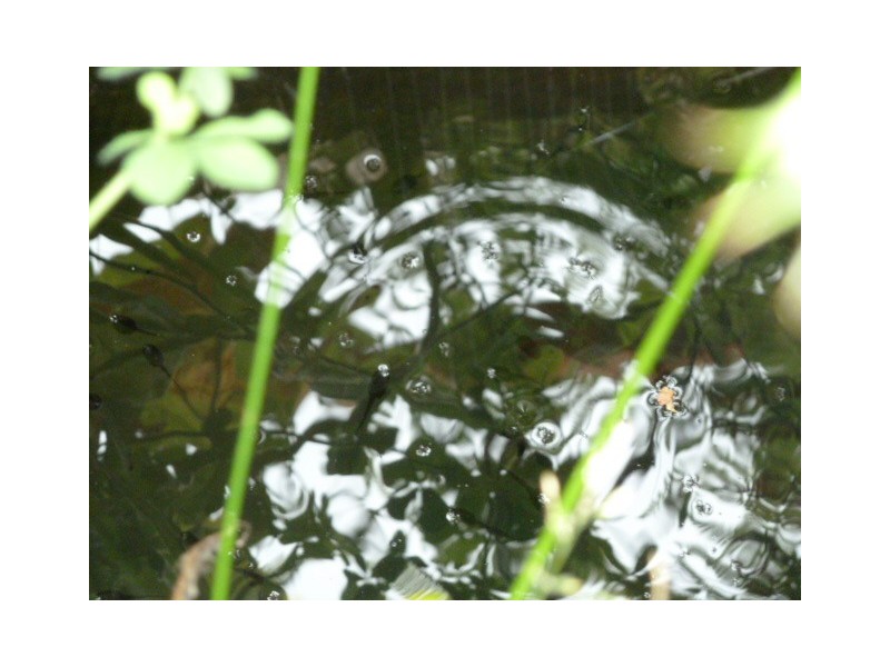 30 Rainbow Road, Herrick TAS 7264