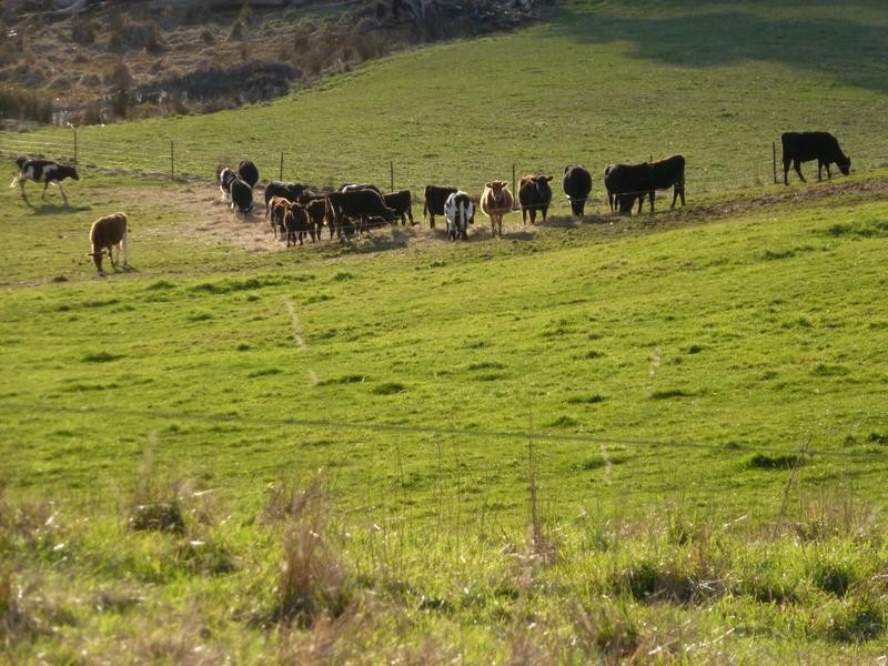 Lot 1,  Tasman Highway, Springfield, Scottsdale TAS 7260