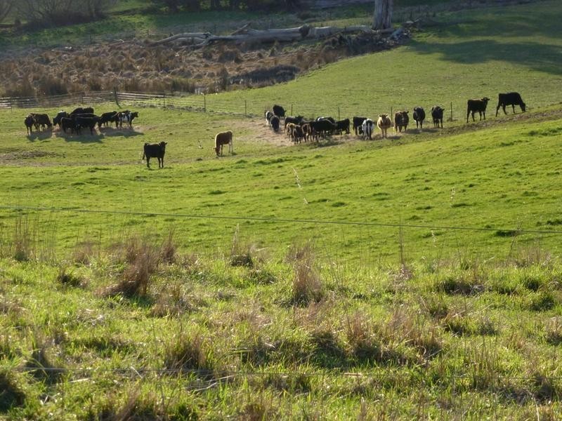 Lot 1,  Tasman Highway, Springfield, Scottsdale TAS 7260