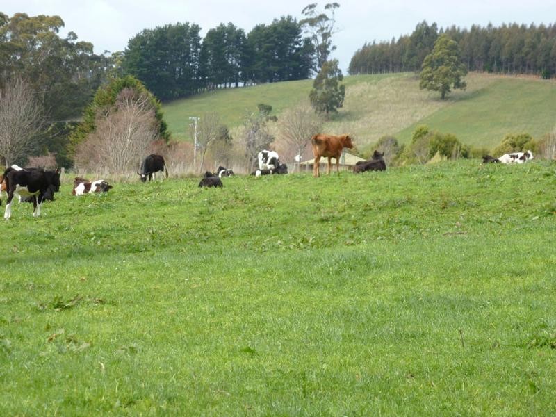 194 Pennells Road, Scottsdale TAS 7260