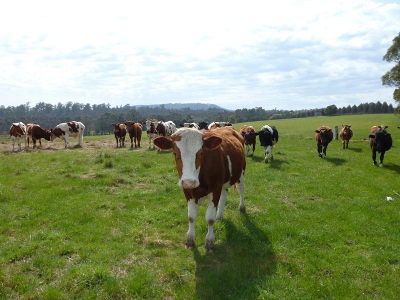 Forester Road, Forester, Scottsdale TAS 7260