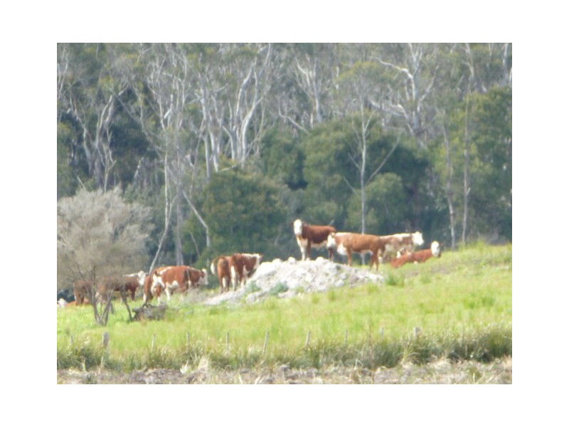 Old Waterhouse Road, Scottsdale TAS 7260