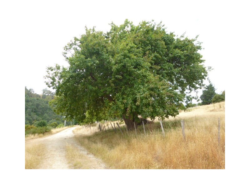 Renison Street, Derby TAS 7264