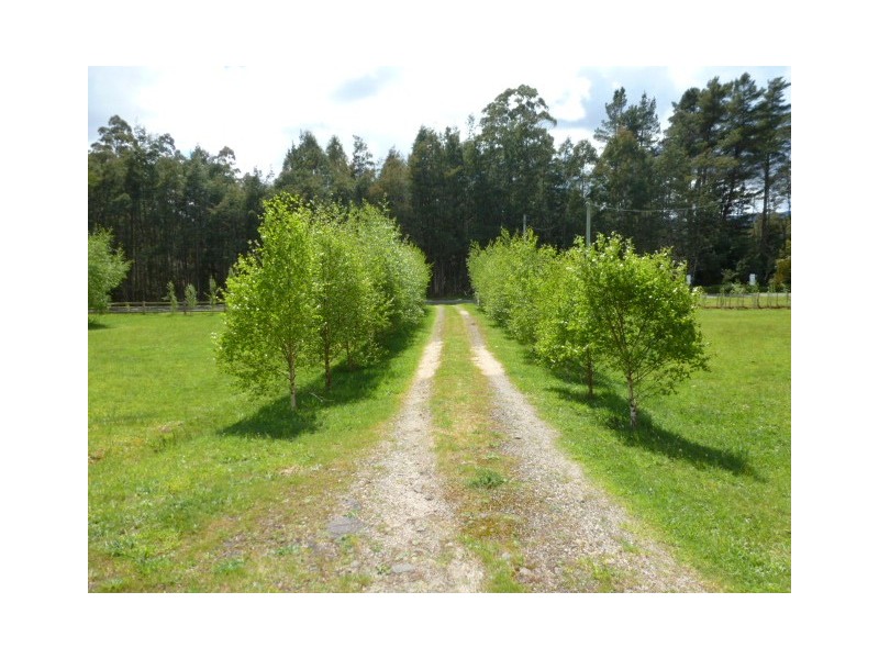 * Tasman Highway, Weldborough TAS 7264