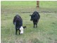 East Maurice Road, Talawa, Ringarooma TAS 7263