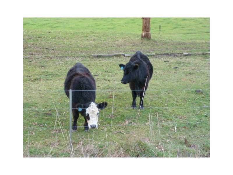 East Maurice Road, Talawa, Ringarooma TAS 7263