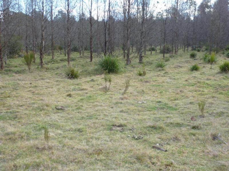 Corner Cuckoo Road & Tonganah Road, Cuckoo, Scottsdale TAS 7260