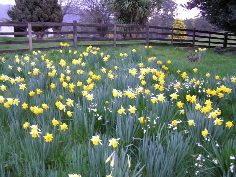 111 Snake Track, Legerwood TAS 7263