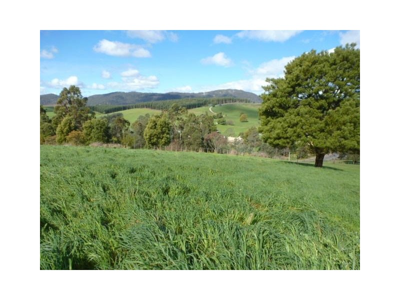 31 Hedley Street, Scottsdale TAS 7260