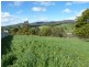 31 Hedley Street, Scottsdale TAS 7260
