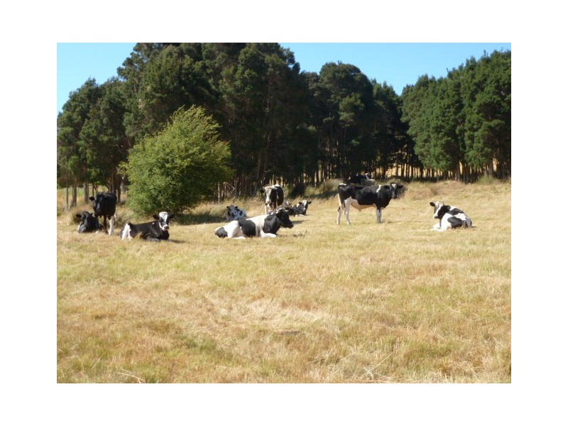 * Banca Road, Winnaleah TAS 7265