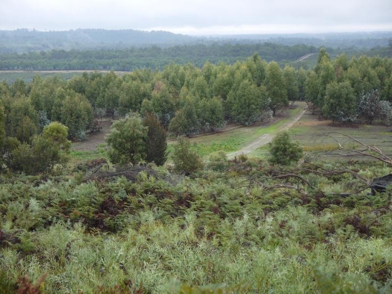 * Barnbougle Road, Scottsdale TAS 7260