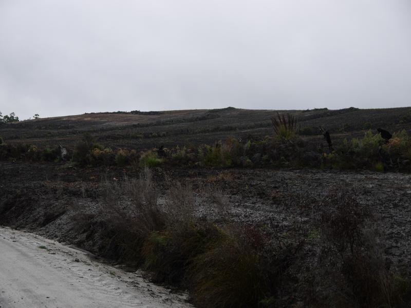 * Barnbougle Road, Scottsdale TAS 7260