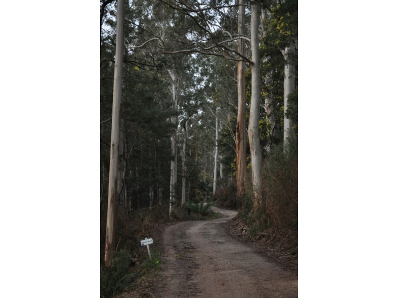 * Banks Road, Derby TAS 7264