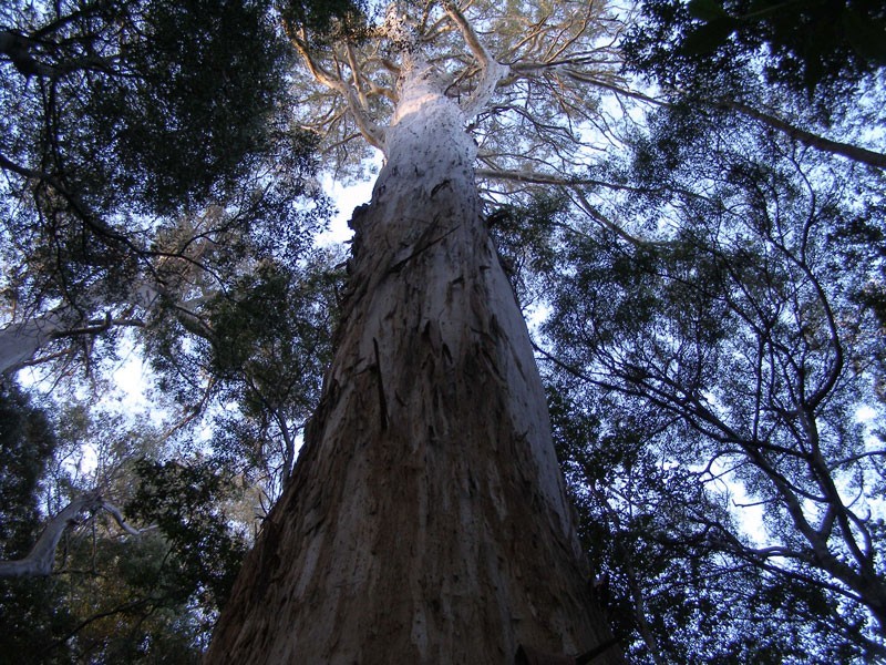 * Banks Road, Derby TAS 7264