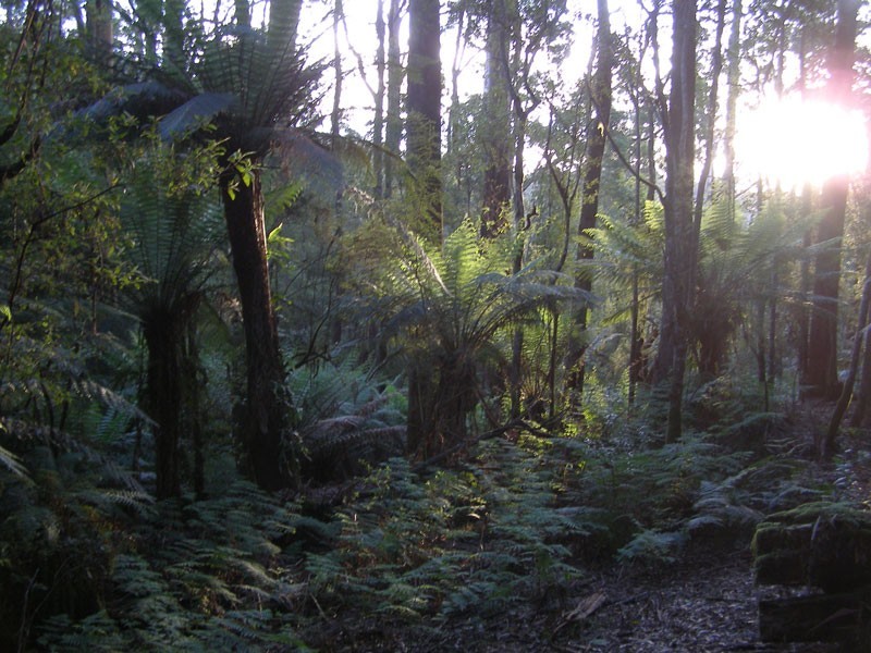 * Banks Road, Derby TAS 7264