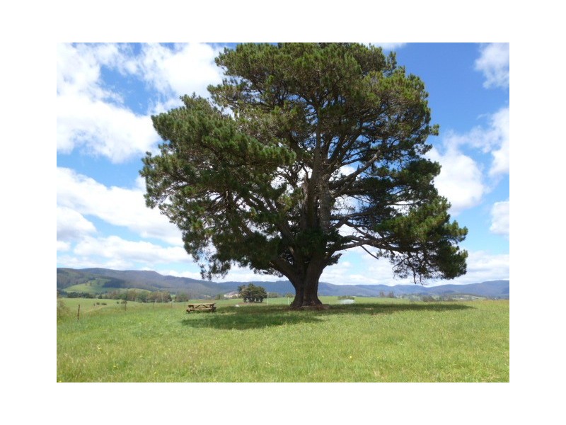 252 East Maurice Road, Ringarooma TAS 7263