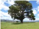 252 East Maurice Road, Ringarooma TAS 7263
