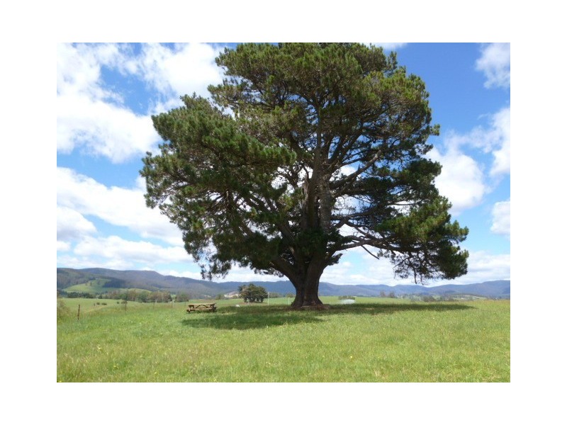 * East Maurice Road, Ringarooma TAS 7263