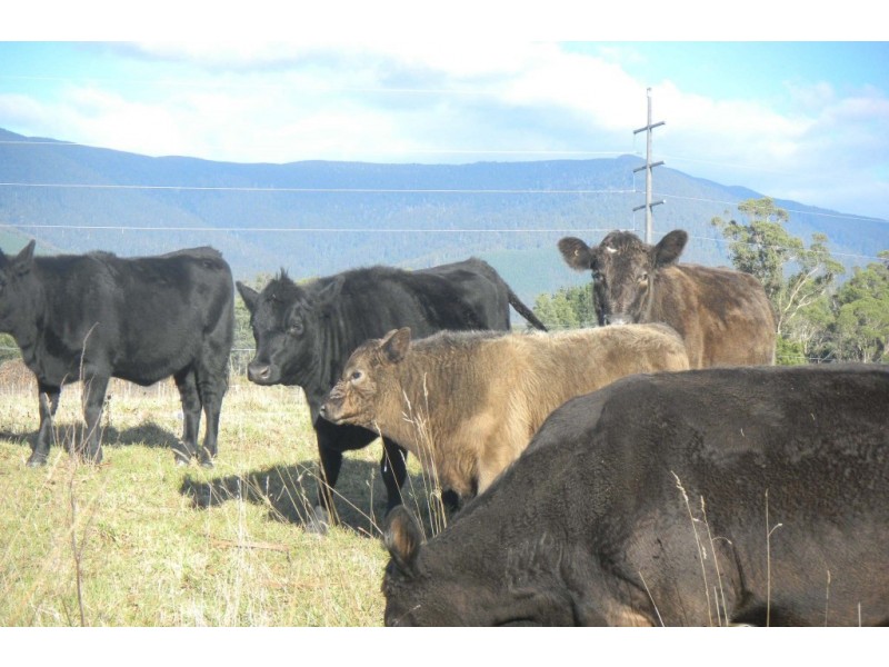 * Cuckoo Road, Scottsdale TAS 7260