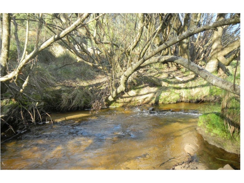 * Cuckoo Road, Scottsdale TAS 7260