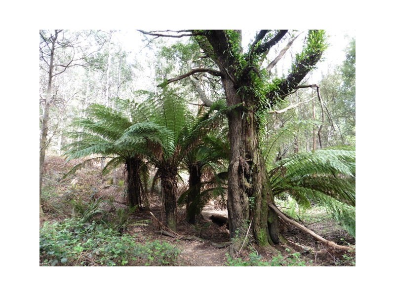 ** Capples Road, Scottsdale TAS 7260