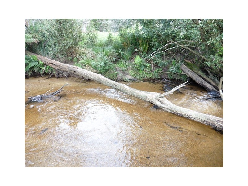 * Cuckoo Road, Scottsdale TAS 7260