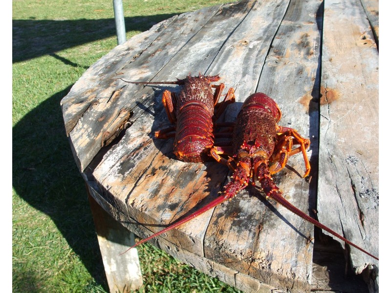 1 Hakea Street, Ansons Bay TAS 7216