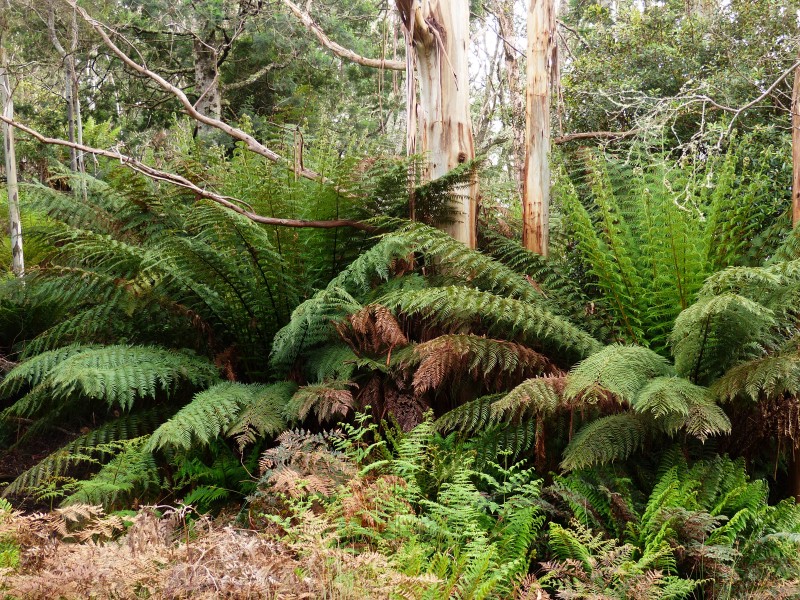 213 East Diddleum Road, Tayene TAS 7259