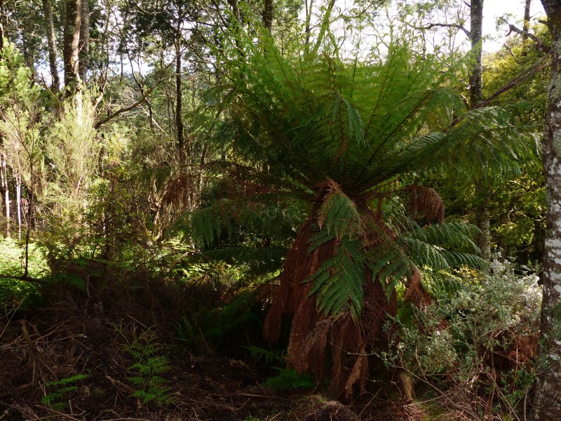 213 East Diddleum Road, Tayene TAS 7259