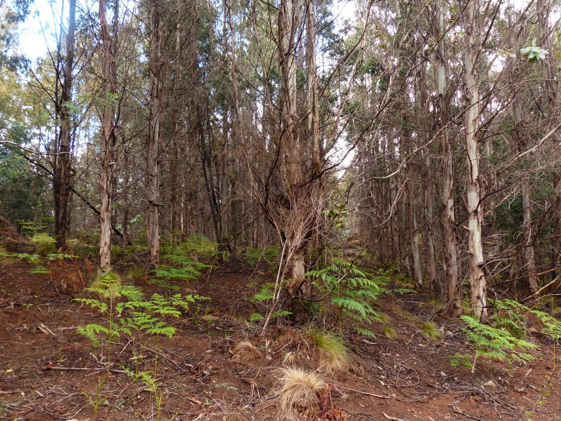 213 East Diddleum Road, Tayene TAS 7259