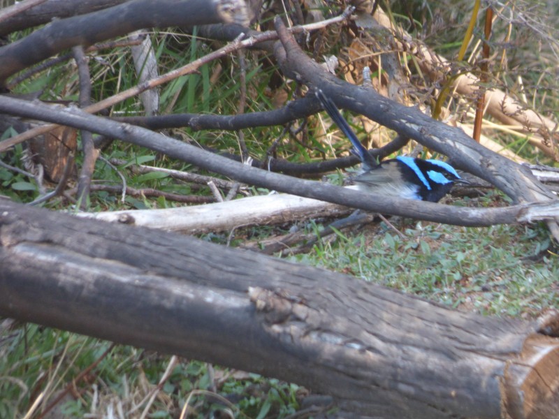 213 East Diddleum Road, Tayene TAS 7259