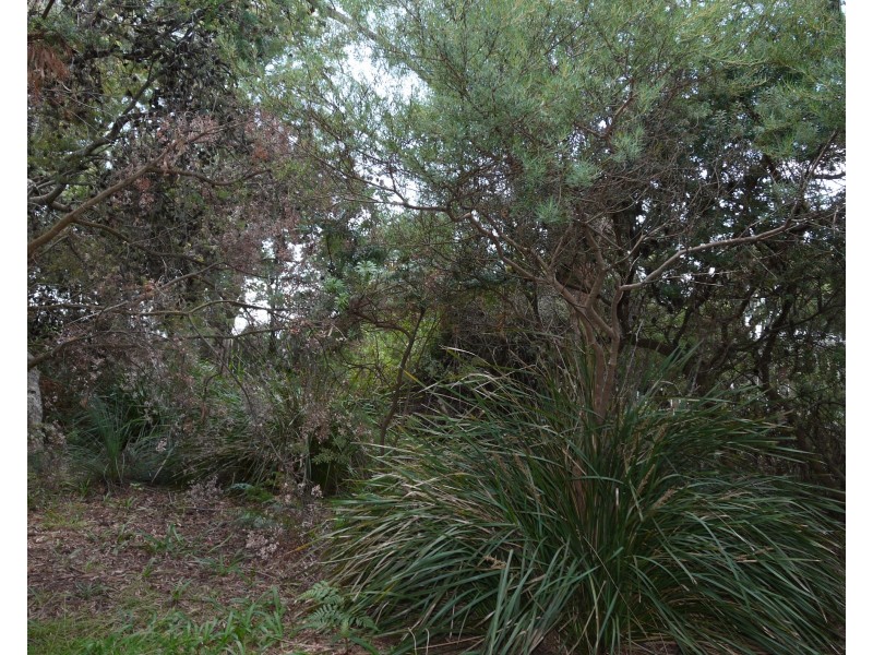 11 Richard Street, Bridport TAS 7262